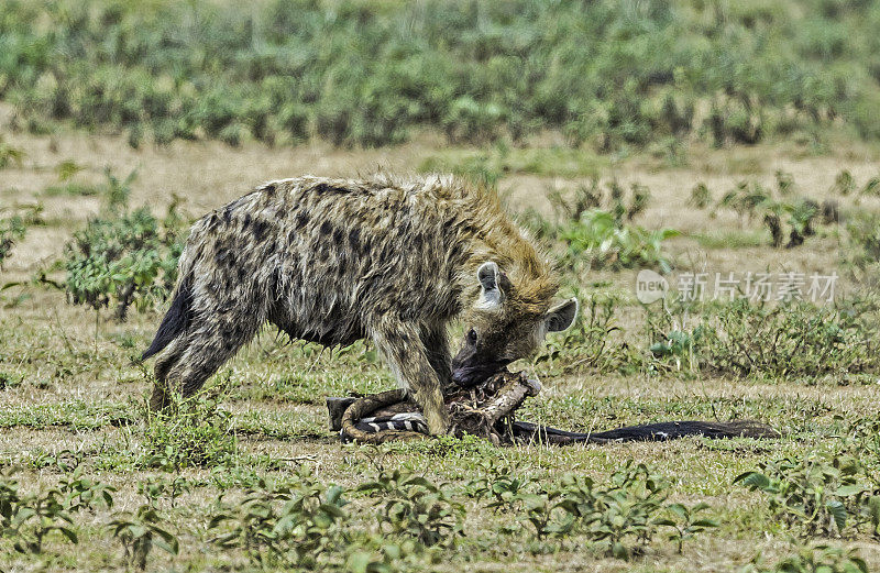 斑点鬣狗(Crocuta Crocuta)也被称为笑鬣狗。塞伦盖蒂国家公园